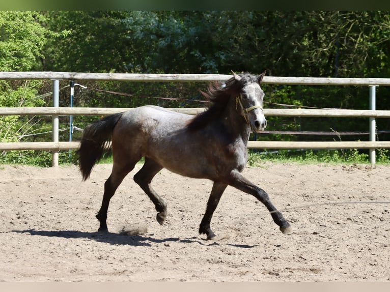 Connemara Stute 2 Jahre 148 cm in Greding