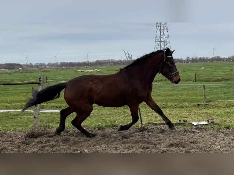 Connemara Stute 2 Jahre 150 cm Brauner in Zwartewaal