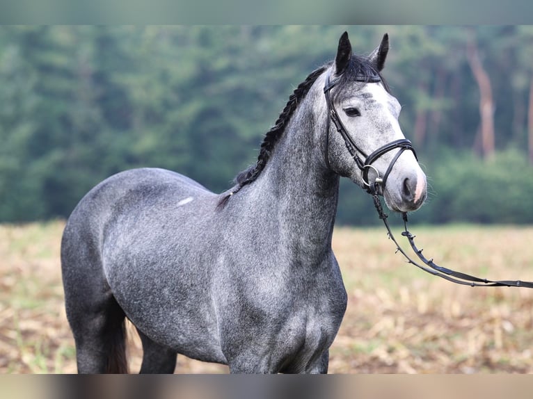 Connemara Stute 2 Jahre 152 cm Blauschimmel in uelsen