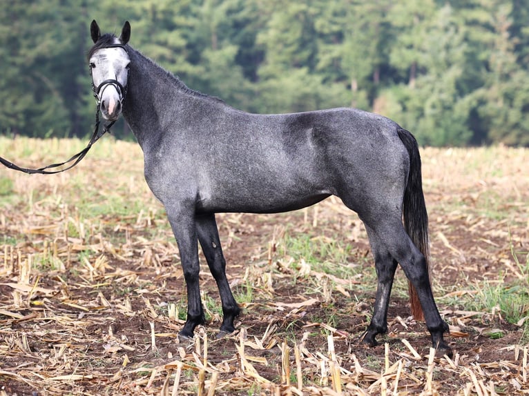 Connemara Stute 2 Jahre 152 cm Blauschimmel in uelsen