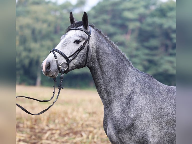 Connemara Stute 2 Jahre 152 cm Blauschimmel in uelsen