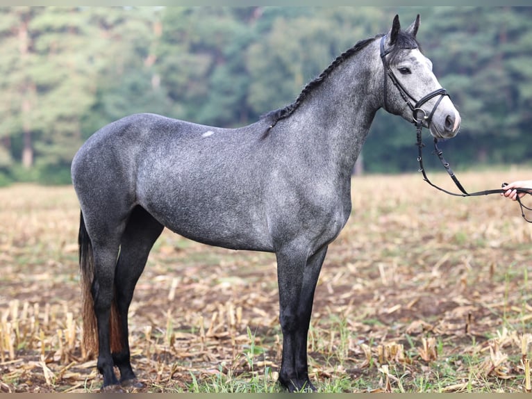 Connemara Stute 2 Jahre 152 cm Blauschimmel in uelsen