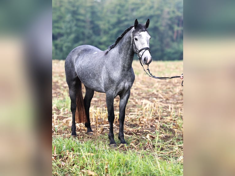 Connemara Stute 2 Jahre 152 cm Blauschimmel in uelsen