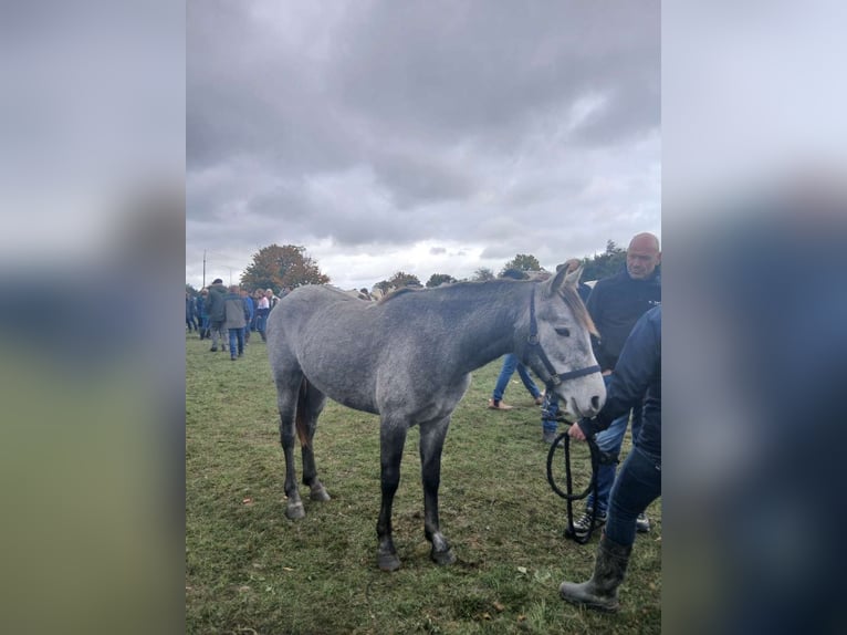 Connemara Mix Stute 3 Jahre 130 cm Blauschimmel in Dhronecken
