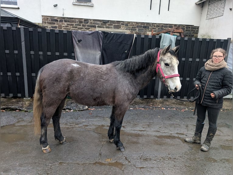 Connemara Stute 3 Jahre 140 cm Blauschimmel in Morsbach