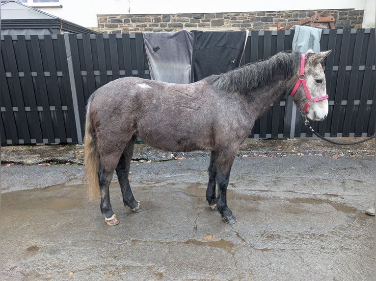 Connemara Stute 3 Jahre 140 cm Blauschimmel in Morsbach