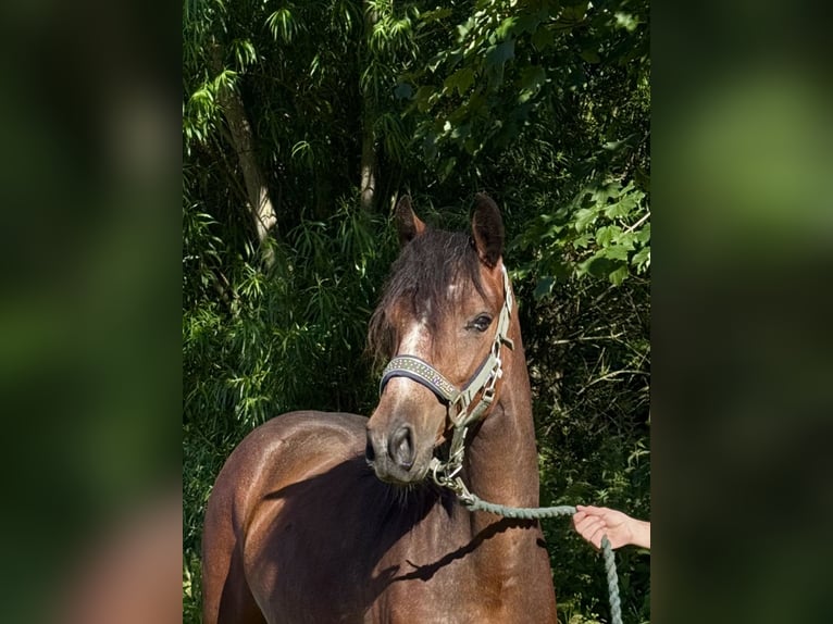 Connemara Stute 3 Jahre 140 cm Brauner in Osdorf