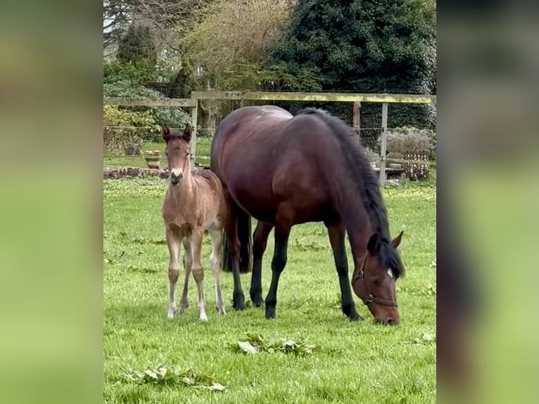 Connemara Stute 3 Jahre 142 cm Brauner in OsdorfOsdorf