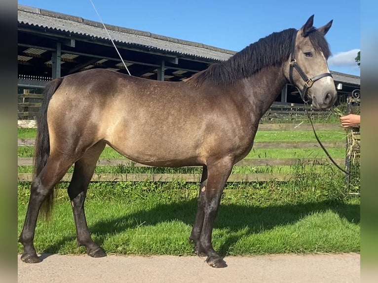 Connemara Stute 3 Jahre 142 cm Buckskin in Cumbria