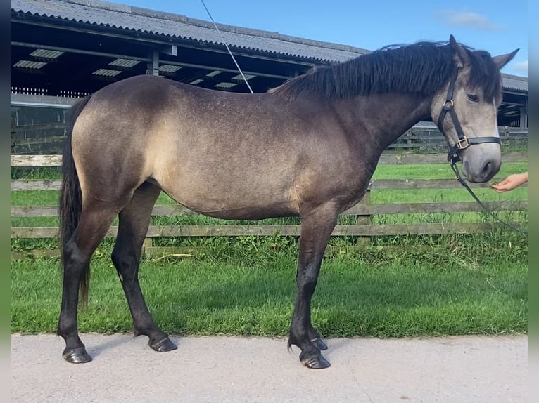 Connemara Stute 3 Jahre 142 cm Buckskin in Cumbria