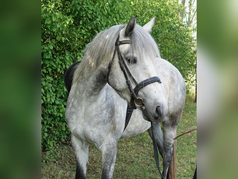Connemara Stute 3 Jahre 142 cm Schimmel in Straskov
