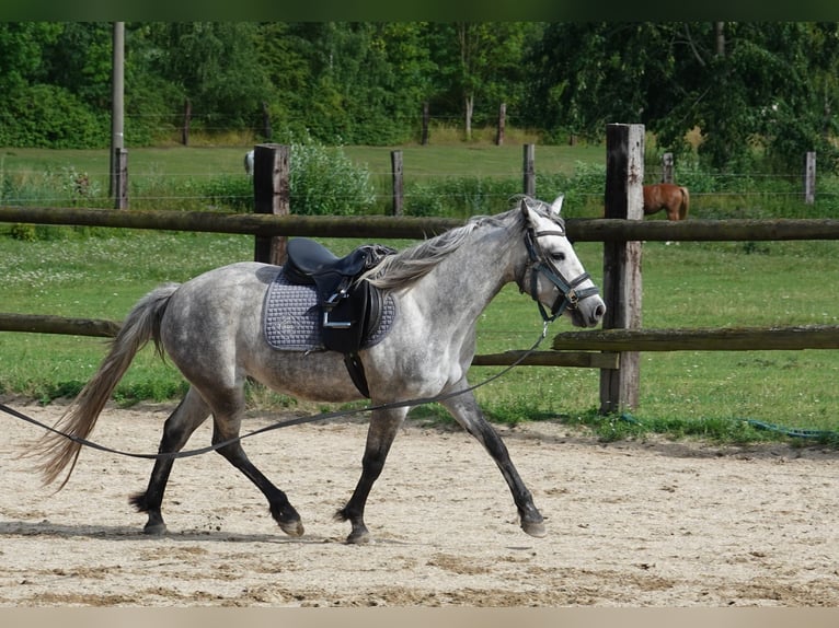 Connemara Stute 3 Jahre 142 cm Schimmel in Straskov