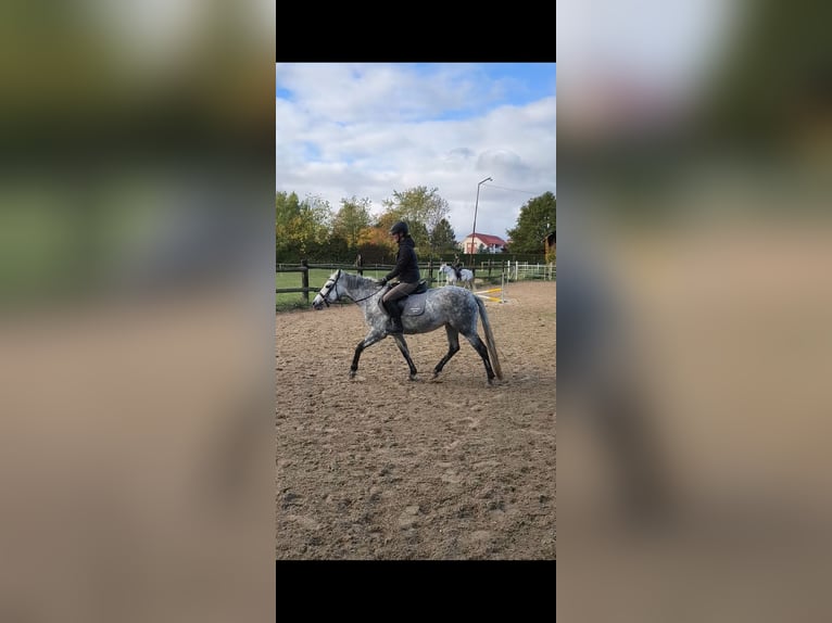 Connemara Stute 3 Jahre 142 cm Schimmel in Straskov