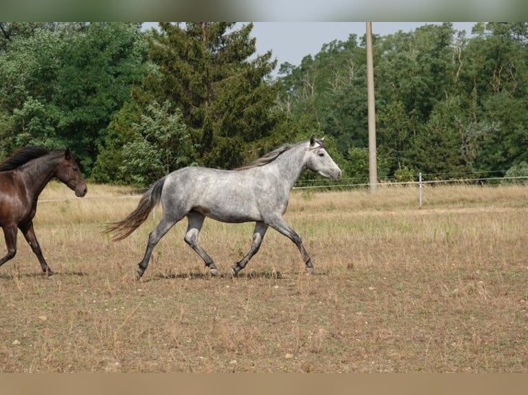 Connemara Stute 3 Jahre 142 cm Schimmel in Straskov
