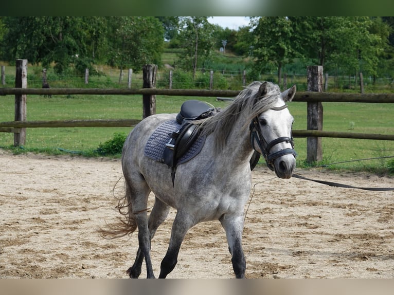 Connemara Stute 3 Jahre 142 cm Schimmel in Straskov