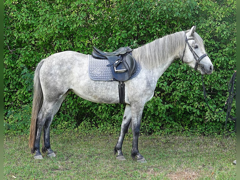 Connemara Stute 3 Jahre 142 cm Schimmel in Straskov