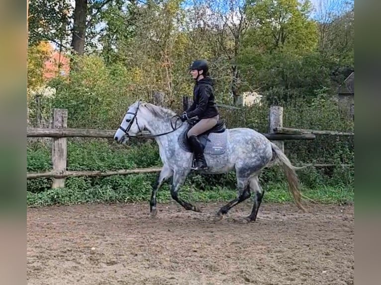 Connemara Stute 3 Jahre 142 cm Schimmel in Straskov