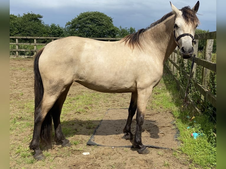 Connemara Stute 3 Jahre 143 cm Buckskin in Carlsile