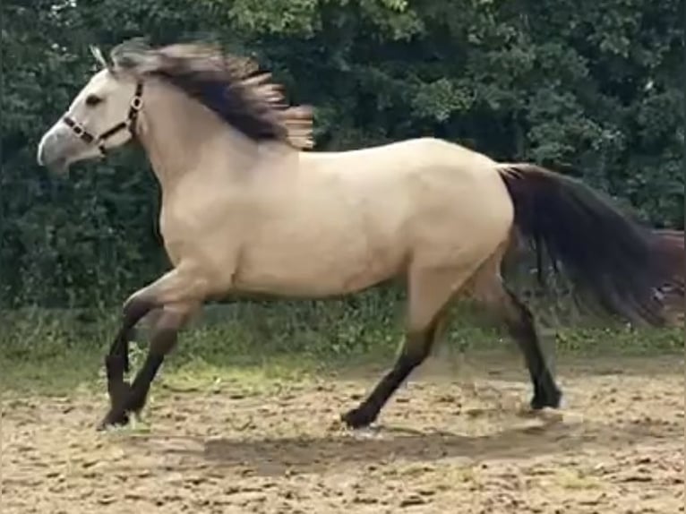 Connemara Stute 3 Jahre 143 cm Buckskin in Carlsile