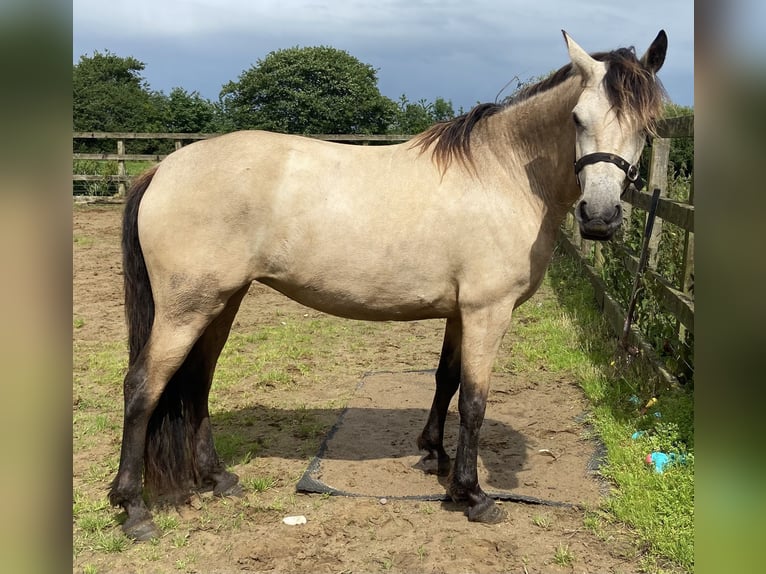 Connemara Stute 3 Jahre 143 cm Buckskin in Carlsile