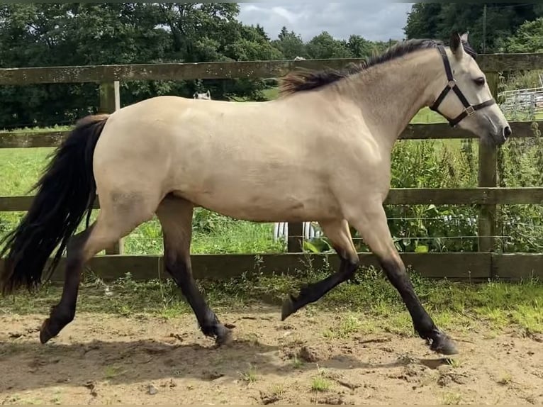Connemara Stute 3 Jahre 143 cm Buckskin in Carlsile