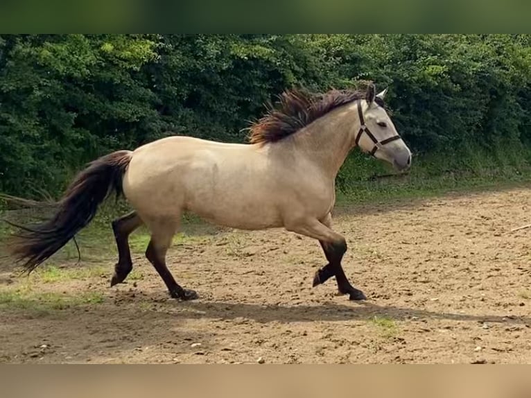 Connemara Stute 3 Jahre 143 cm Buckskin in Carlsile