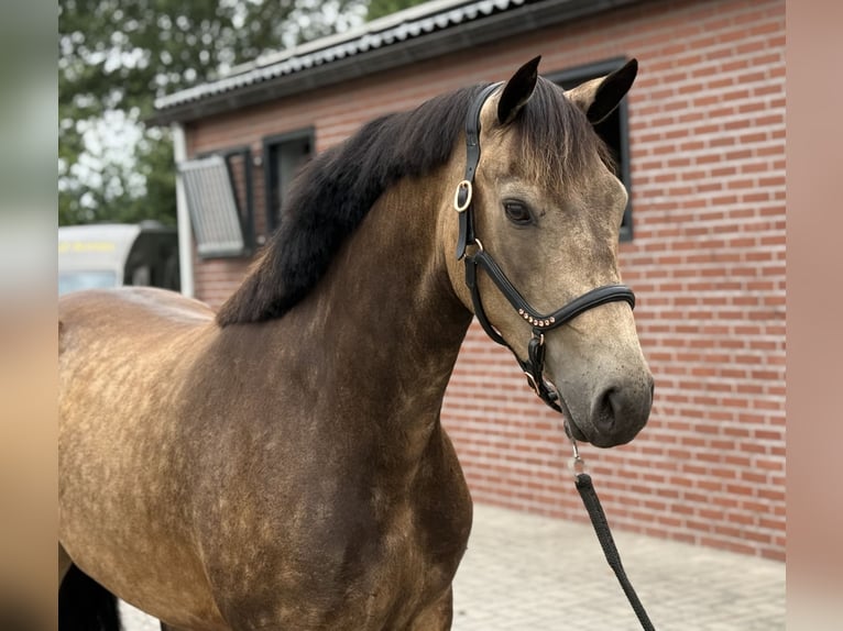 Connemara Stute 3 Jahre 144 cm Buckskin in Zieuwent