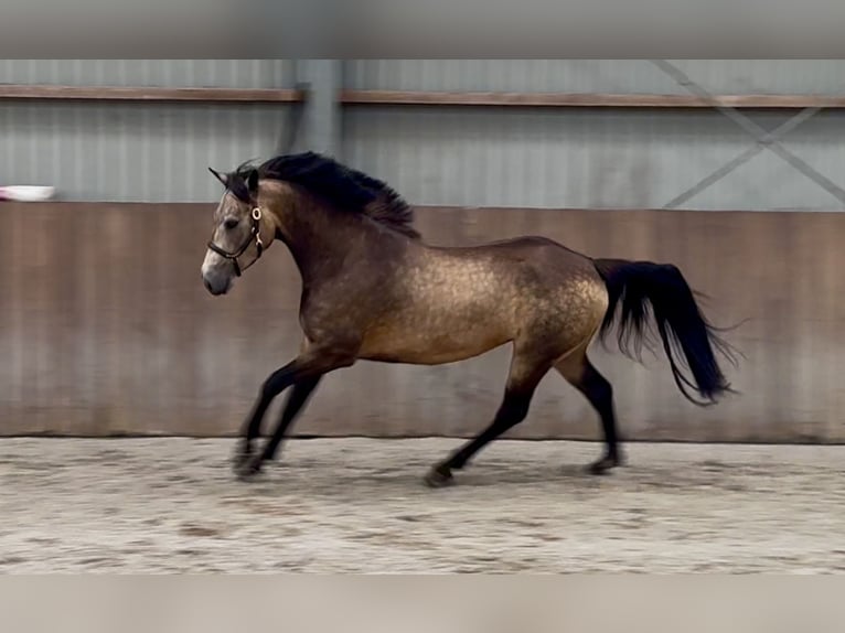 Connemara Stute 3 Jahre 144 cm Buckskin in Zieuwent