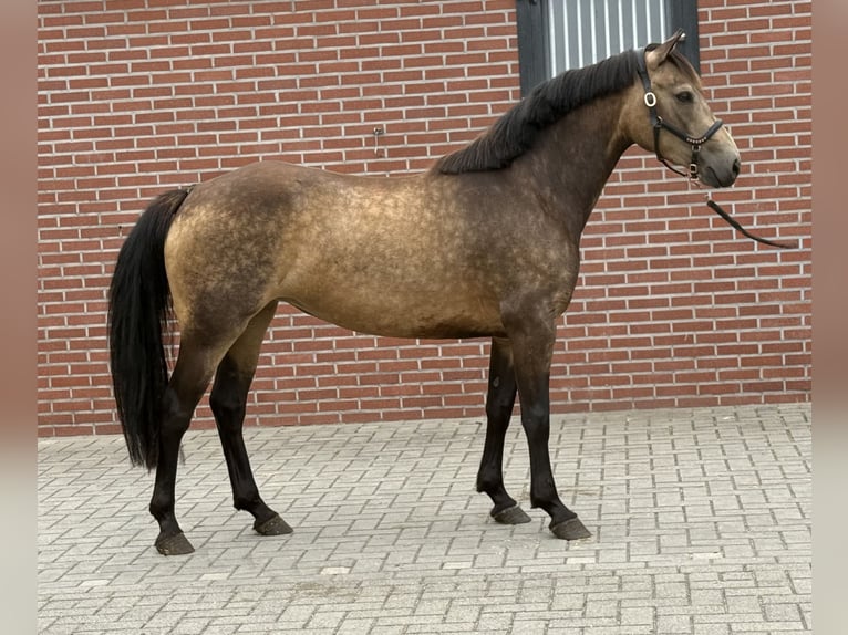 Connemara Stute 3 Jahre 144 cm Buckskin in Zieuwent