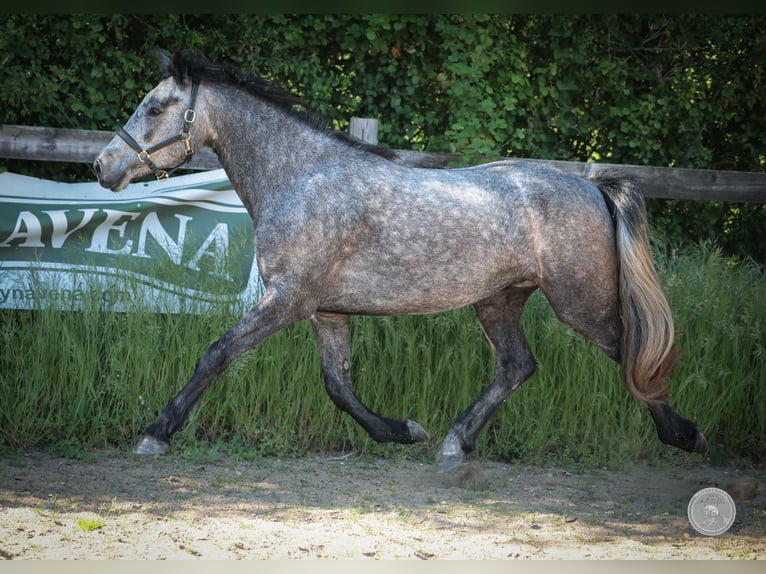 Connemara Stute 3 Jahre 145 cm Apfelschimmel in Thorigné d&#8217;Anjou