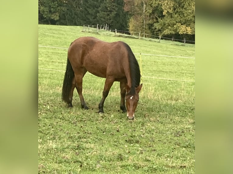 Connemara Stute 3 Jahre 145 cm Brauner in Behamberg
