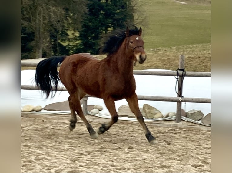 Connemara Stute 3 Jahre 145 cm Brauner in Behamberg