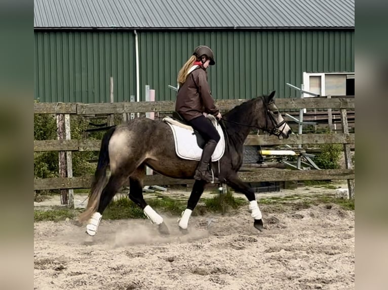 Connemara Stute 3 Jahre 146 cm Buckskin in Barneveld