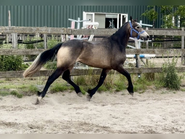 Connemara Stute 3 Jahre 146 cm Buckskin in Barneveld