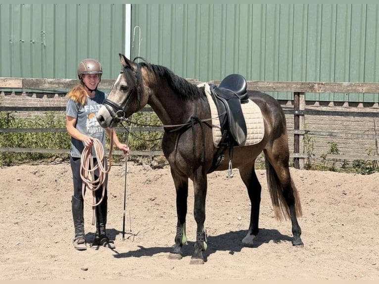 Connemara Stute 3 Jahre 146 cm Buckskin in Barneveld