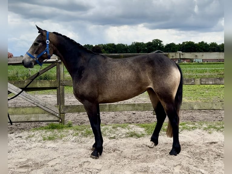 Connemara Stute 3 Jahre 146 cm in Barneveld
