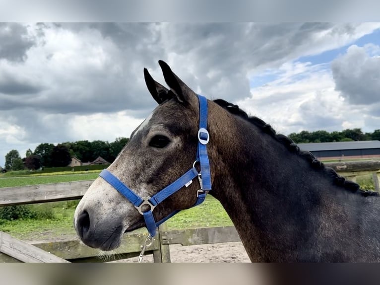 Connemara Stute 3 Jahre 146 cm in Barneveld