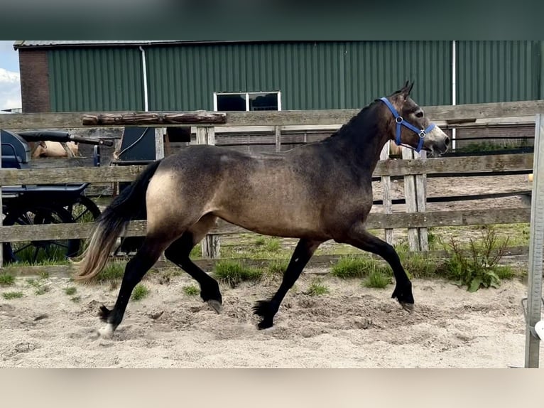 Connemara Stute 3 Jahre 146 cm in Barneveld