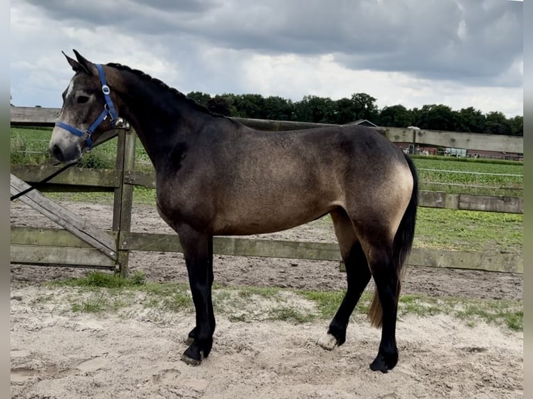 Connemara Stute 3 Jahre 146 cm in Barneveld