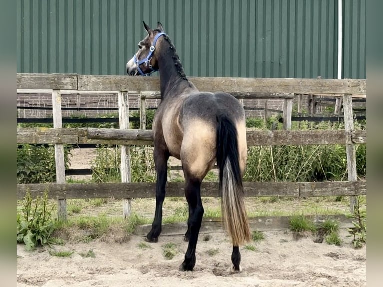 Connemara Stute 3 Jahre 146 cm in Barneveld