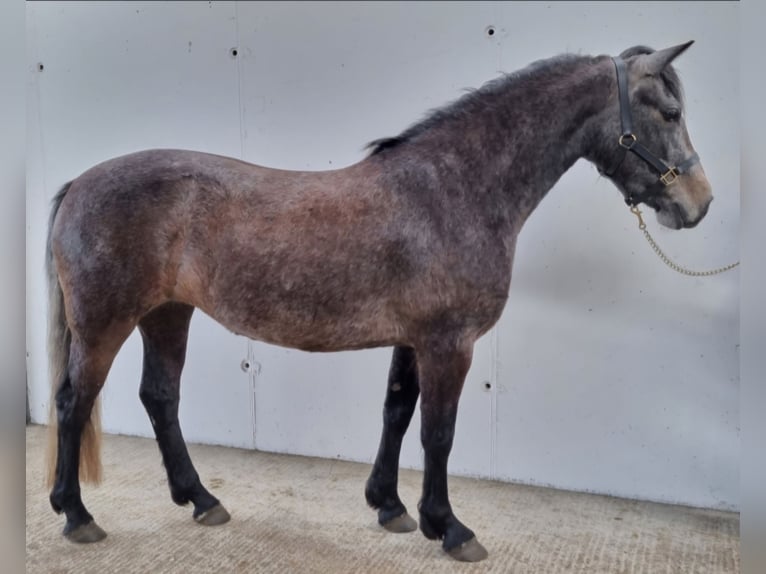 Connemara Stute 3 Jahre 146 cm Schimmel in Birr