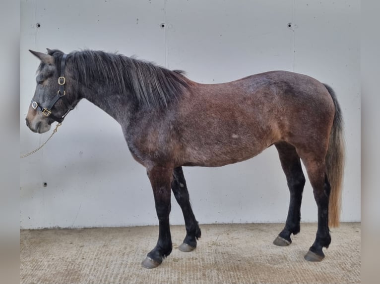 Connemara Stute 3 Jahre 146 cm Schimmel in Birr