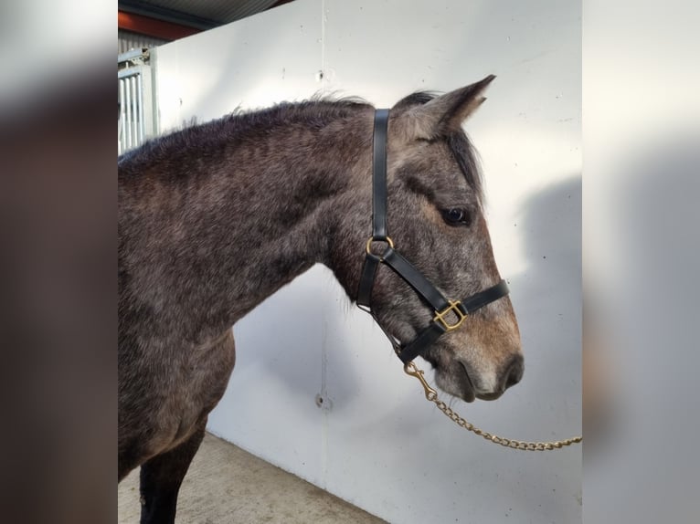 Connemara Stute 3 Jahre 146 cm Schimmel in Birr