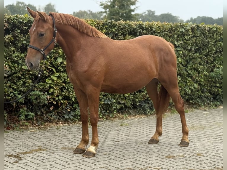Connemara Mix Stute 3 Jahre 147 cm Dunkelfuchs in Zieuwent