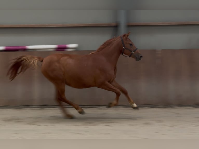 Connemara Mix Stute 3 Jahre 147 cm Dunkelfuchs in Zieuwent