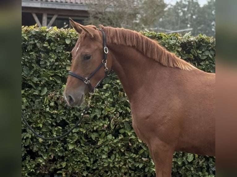 Connemara Mix Stute 3 Jahre 147 cm Dunkelfuchs in Zieuwent