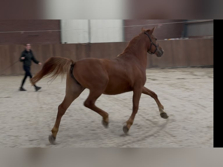 Connemara Mix Stute 3 Jahre 147 cm Dunkelfuchs in Zieuwent