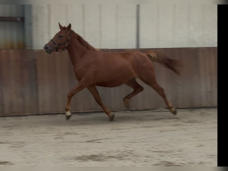 Connemara Mix Stute 3 Jahre 147 cm Dunkelfuchs in Zieuwent