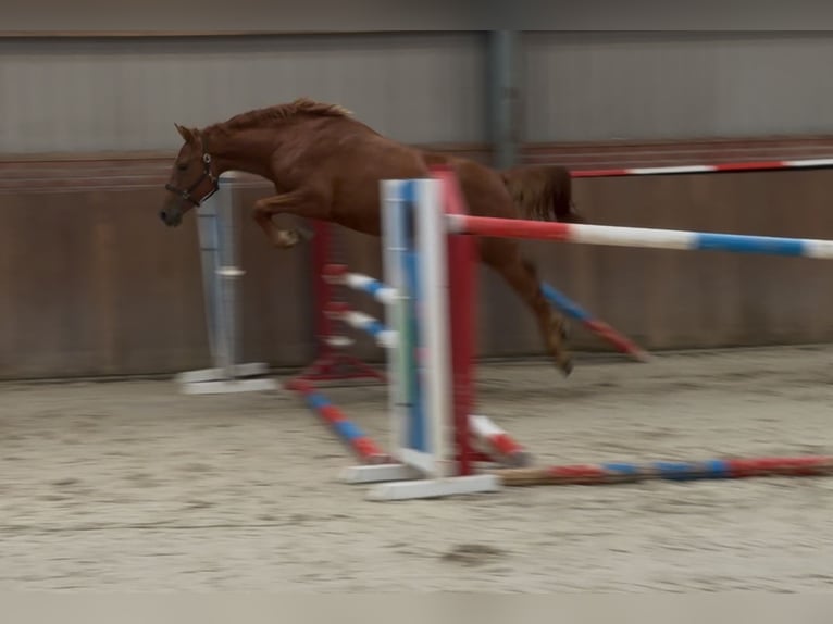 Connemara Mix Stute 3 Jahre 147 cm Dunkelfuchs in Zieuwent
