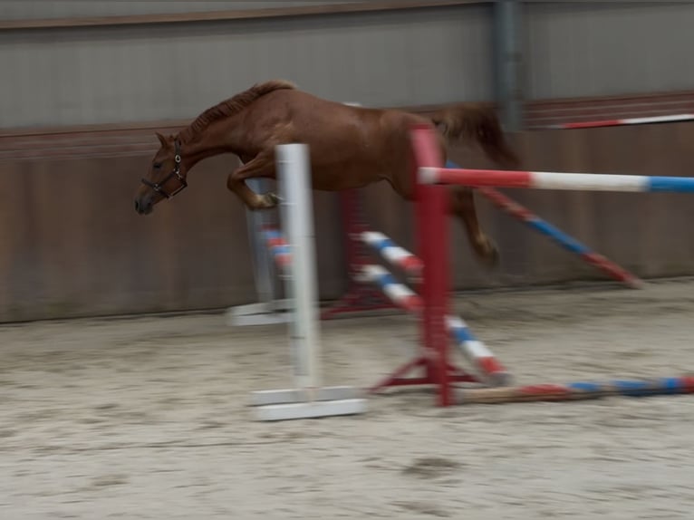 Connemara Mix Stute 3 Jahre 147 cm Dunkelfuchs in Zieuwent